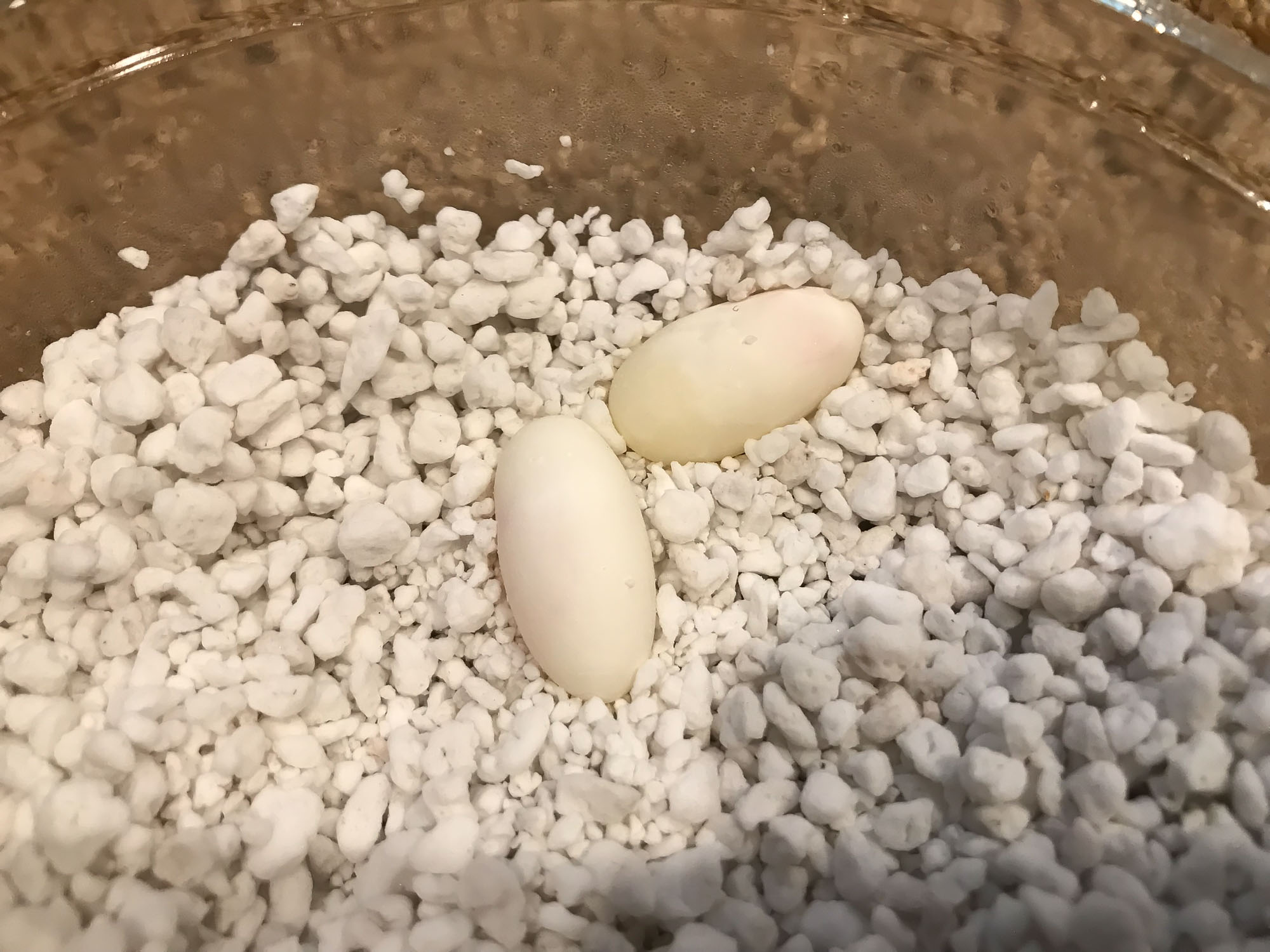 2019, Cotton Sun, first eggs